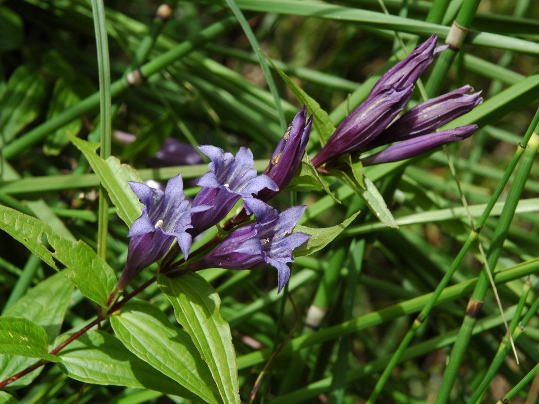 Gentiana asclepiadea